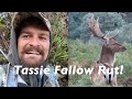 Epic Tasmanian Fallow Deer Rut (PART 1)