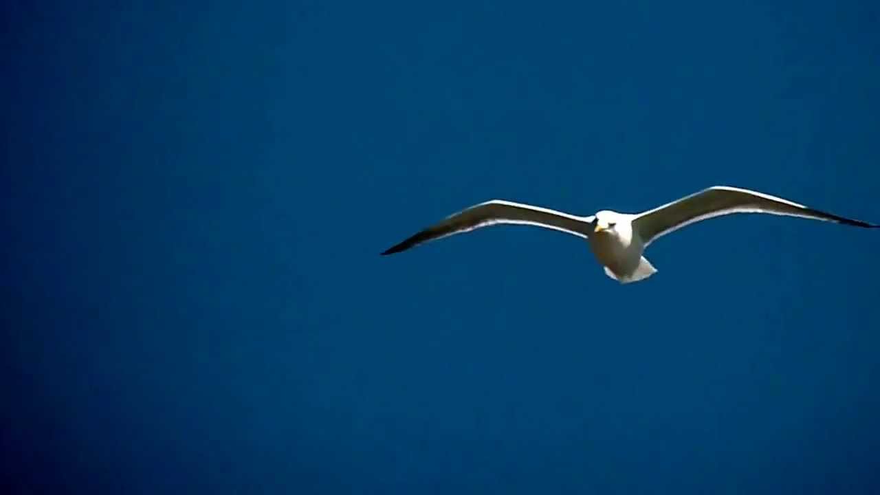 Download free animal videos