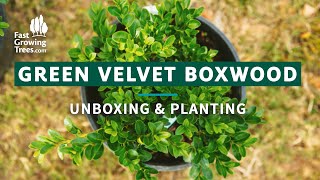 Green Velvet Boxwood | Unboxing & Step by Step Planting Green Velvet Boxwood
