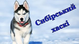 Сибірський хаскі - розумні та доброзичливі собаки народжені для бігу. Цікаві факти про породу.