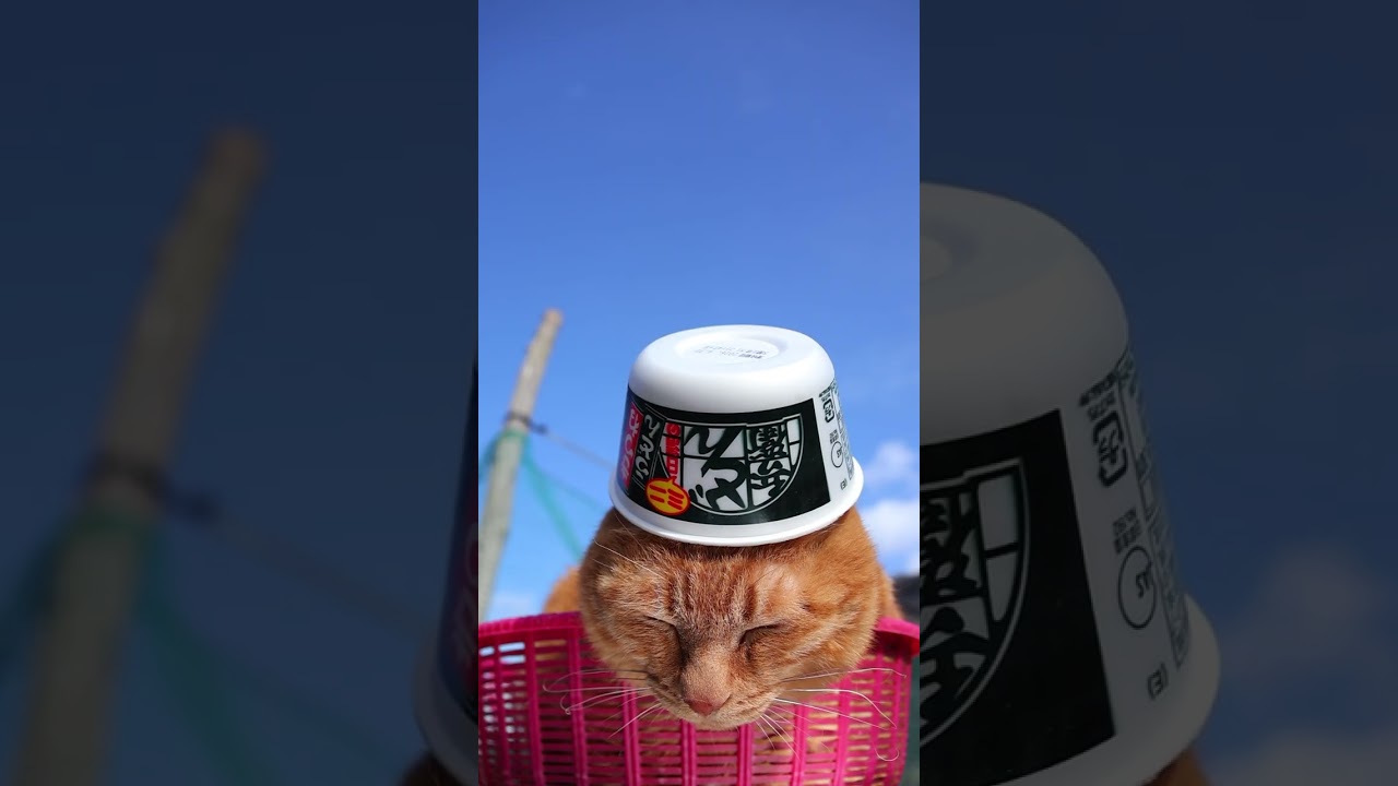 日清のどん兵衛 きつねうどんミニ　260520　 #cat #のせ猫 #cute　 #日清のどん兵衛 #ねこ #ネコ　 #猫　 #きつねうどん#kitty