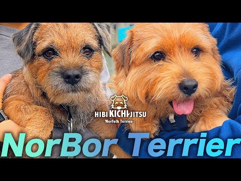 愛犬キチ  Border Terrier 碧(AO) part5【 ボーダーテリア ノーフォークテリア norfolkterrier kichi terrier 】