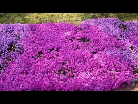 화사하구#아름다운#꽃#정원 A bright and#beautiful#flower#garden