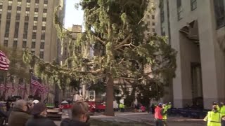 Christmas tree arrives at NYC's Rockefeller Center