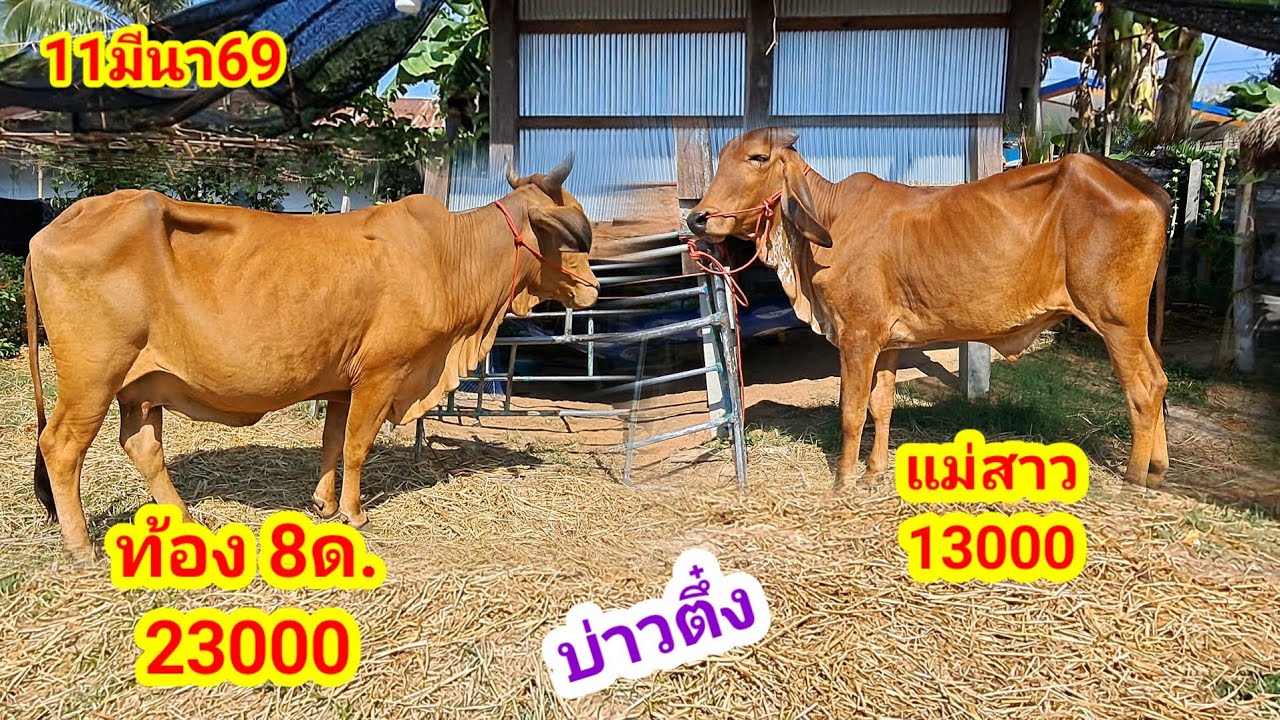 บ่าวตึ๋ง 080-188-5110 บ.นาหว้า อ.ปทุมราชวงศา จ.อำนาจเจริญ/11มีนา69