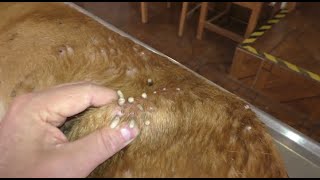 Huge Maggots & Mangoworms Cleaning From Stray Dog ! Animal Rescue Video 2022 #18