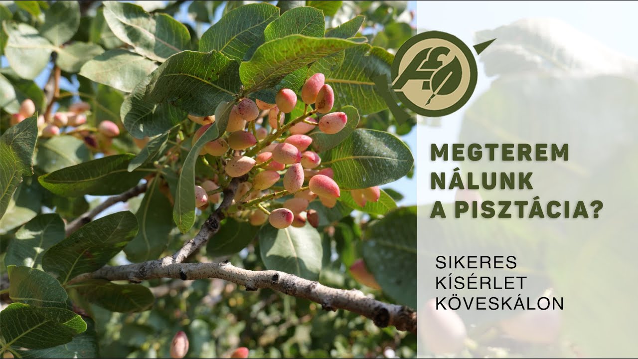 A pisztácia lehet az egyik új kultúránk?