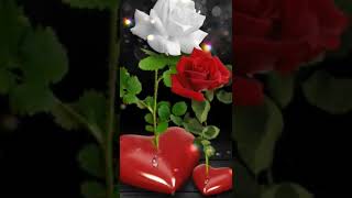 White & Red flower Love gif