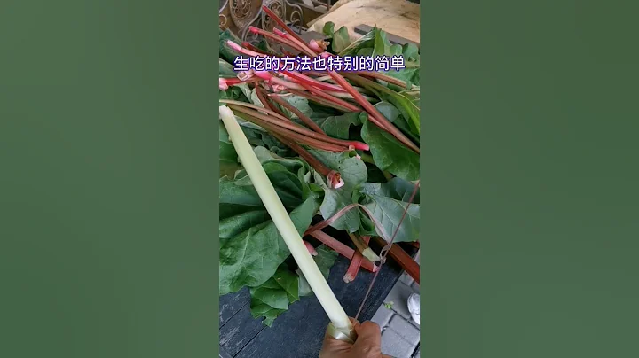 種這菜真省心 多年生不用管理一年能收四次Rhubarbe - 天天要聞