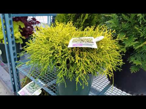 Video: Golden Mop Cypress Bush - Cultivo de fregonas doradas en el jardín