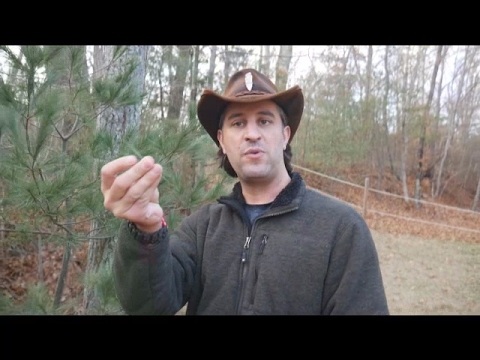 Video: How And Why To Eat Pine Needles