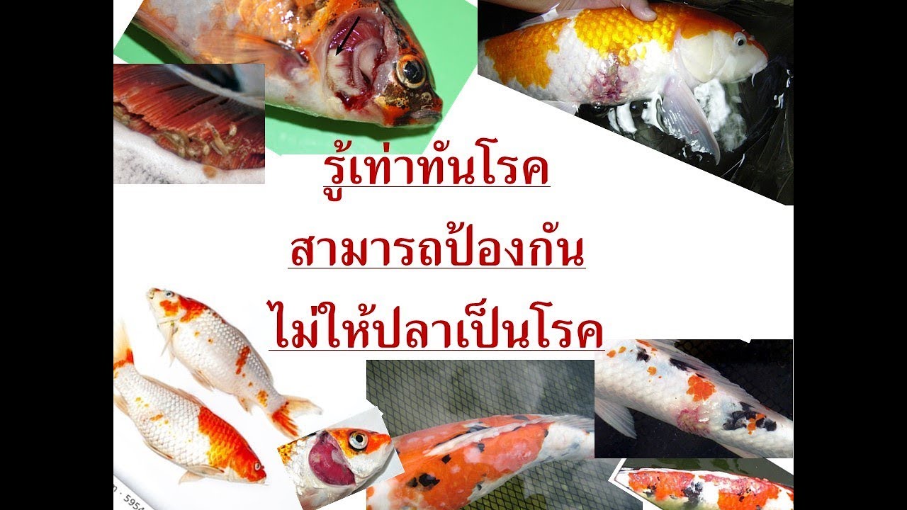 การติดเชื้อในปลาคาร์ฟ EP.3 รู้เท่าทันโรค สามารถป้องกัน ไม่ให้ปลาเป็นโรคได้