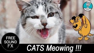 Funny Cats and Kittens Meowing, make your dog or cat go crazy | Sound Masters 🎶