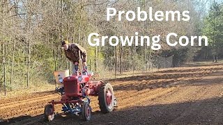 OBSTACLES to Overcome - What is DANNY CORN? Growing a FIELD of CORN ( Feb 2024)