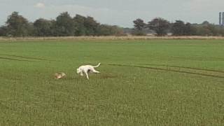 Snowman hare coursing