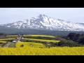 鳥海高原菜の花祭り