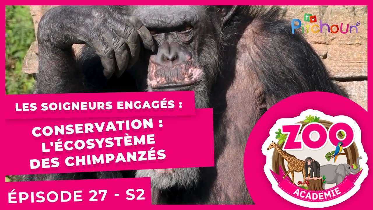 Les soigneurs engagés - L'écosystème des chimpanzés - épisode 27 - Zoo Académie Saison 02