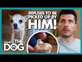 Chihuahua REFUSES to be Picked up by Owner! | It&#39;s Me or The Dog
