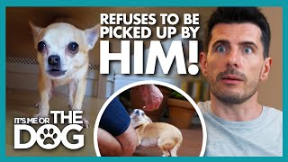 Chihuahua REFUSES to be Picked up by Owner! | It's Me or The Dog