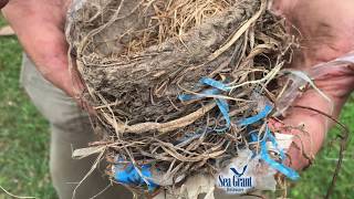15 Second Science - Nesting birds and debris