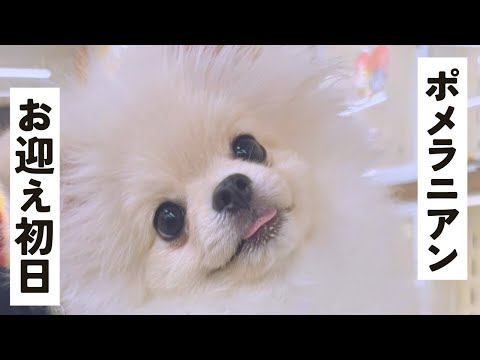 【お迎え初日】生後6ヶ月のポメラニアンが家族になりました🪽