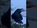 Выгодный обмен #воронгоша #aboutbirds #crow #raven #animal