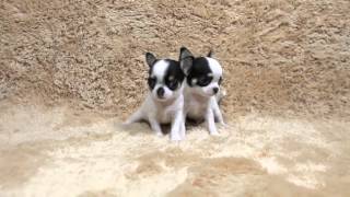 Our Chihuahua For Sale (Three Colors Black) by Devoue Kennel 1,743 views 9 years ago 36 seconds
