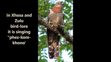 Red-chested Cuckoo calls and the Xhosa and Zulu bird-lore behind this vocal summer visitor