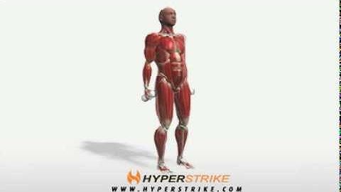 Exercise Videos- Alternating Hammer Curl -- Standing