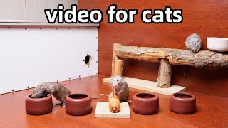 Cat TV for Cats to Watchcat games on screenRats Hide and seek