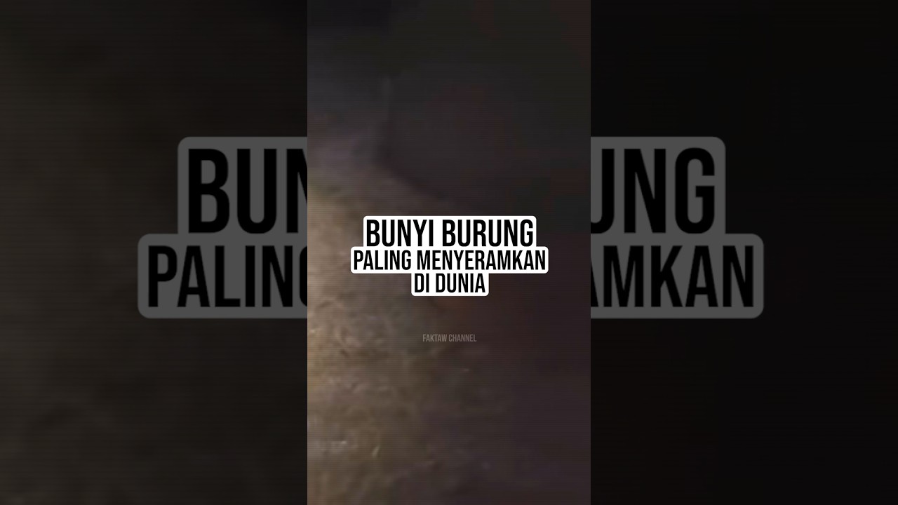 Bunyi burung PALING MENYERAMKAN di dunia 😱