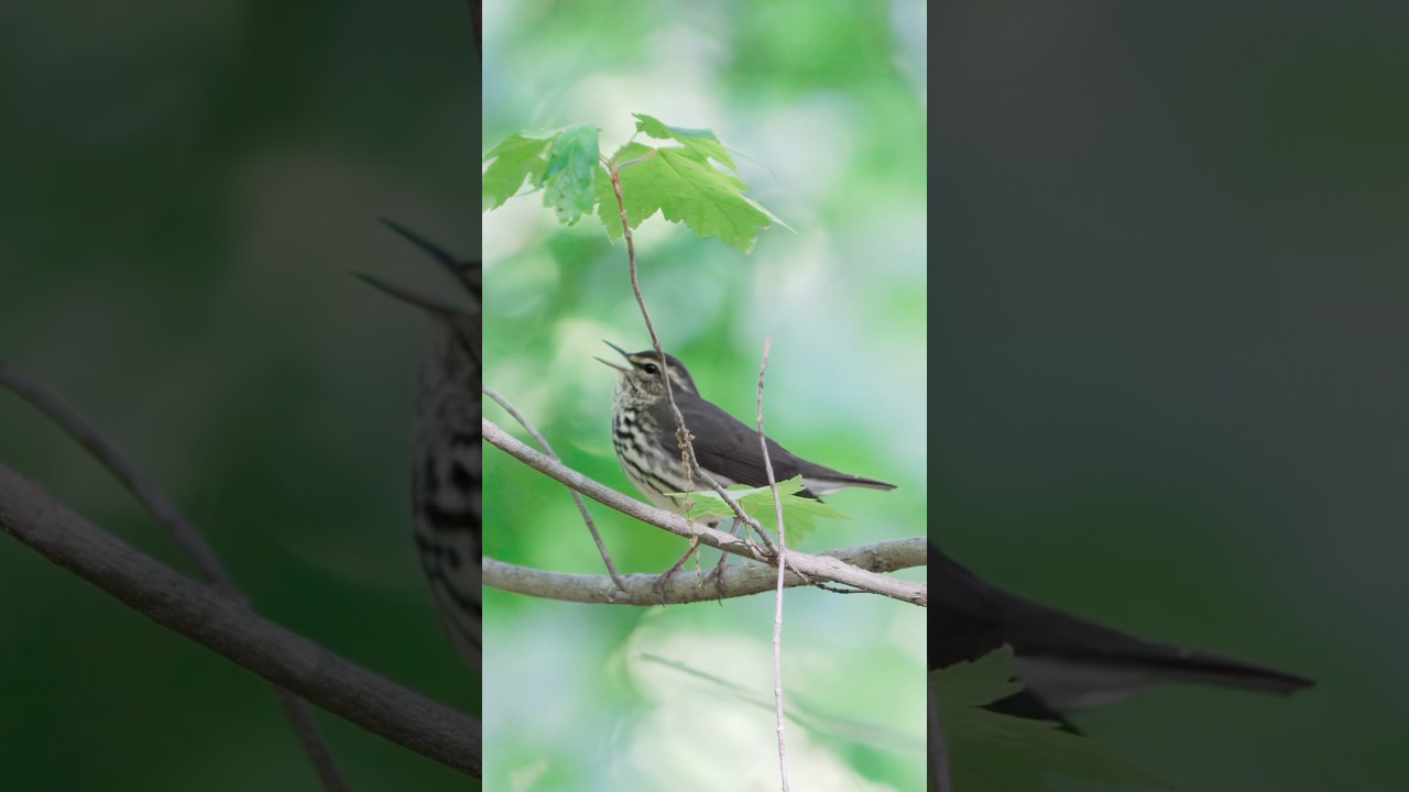 Northern Waterthrush warbler singing 