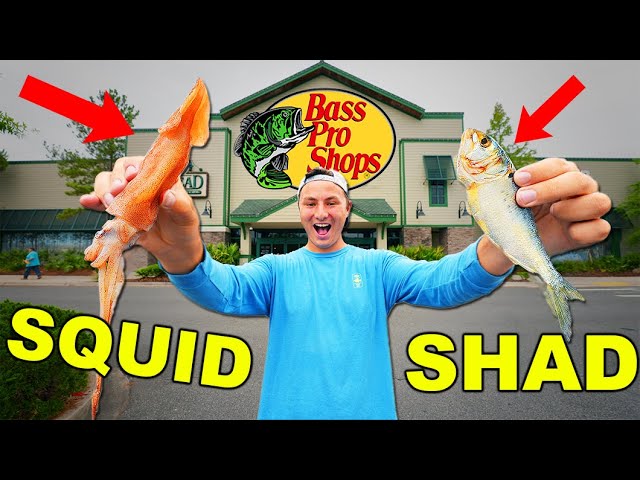 Bass Pro Shops Live Bait Fishing Challenge! (Squid vs Shad vs