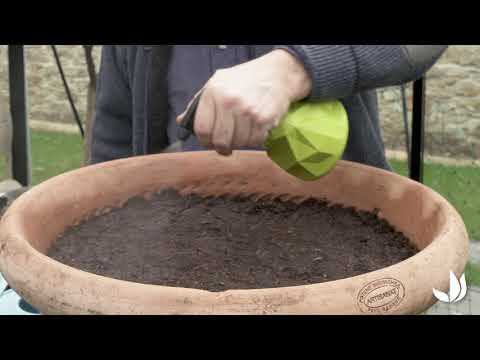 Vidéo: Carottes en conteneur : comment faire pousser des carottes en conteneur