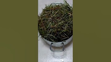 How to Make Your Own Mushroom Spawn and Grow Mushrooms at Home #mushroomgrowing