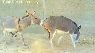 Big Donkey Happy With Female Donkey, sexy