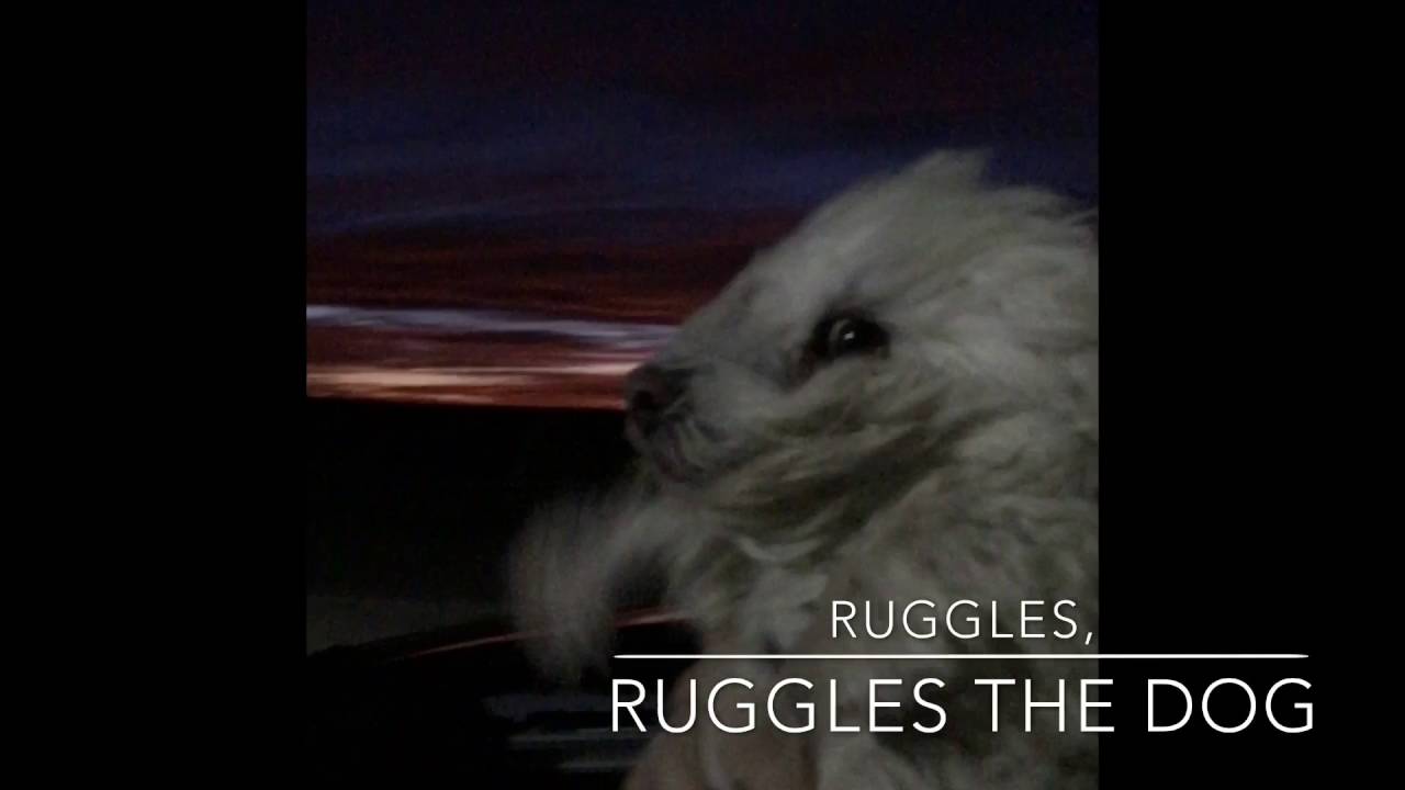 Ruggles, Ruggles the Dog Air Swimming to Song about Tick Removal - YouTube