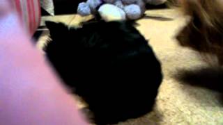 Spankies first days