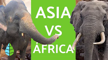 ¿Cuál es el peso de un elefante africano?