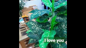 Cây cảnh lọc không khí trong nhà