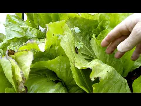 Vidéo: Salade De Chicorée
