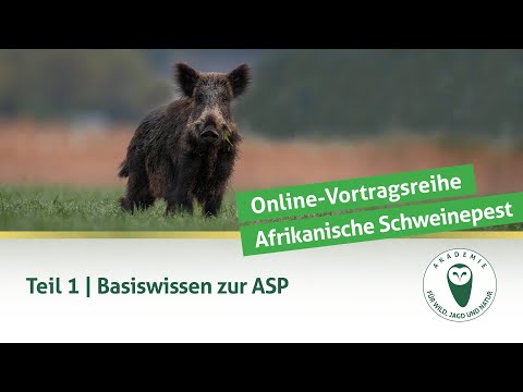 DJV-Online-Vortragsreihe „Afrikanische Schweinepest“ | Teil 1: Basiswissen zur ASP