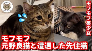 お姉ちゃん家に引っ越したモフモフな元野良猫が先住猫と遭遇したら意外な結果に！？ by Hana Channel.保護猫ライフ 82,476 views 7 months ago 9 minutes, 33 seconds