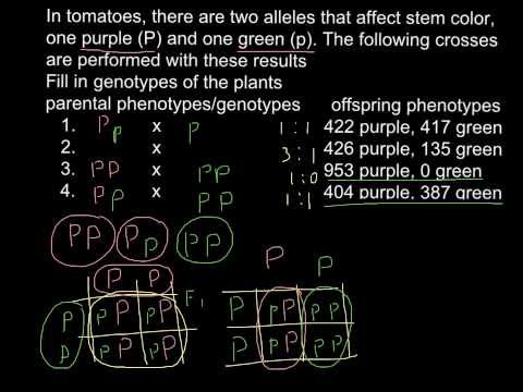 How to solve problems and find genotype/phenotype as result of the cross?