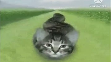 Preview 2 Numa Cats V6