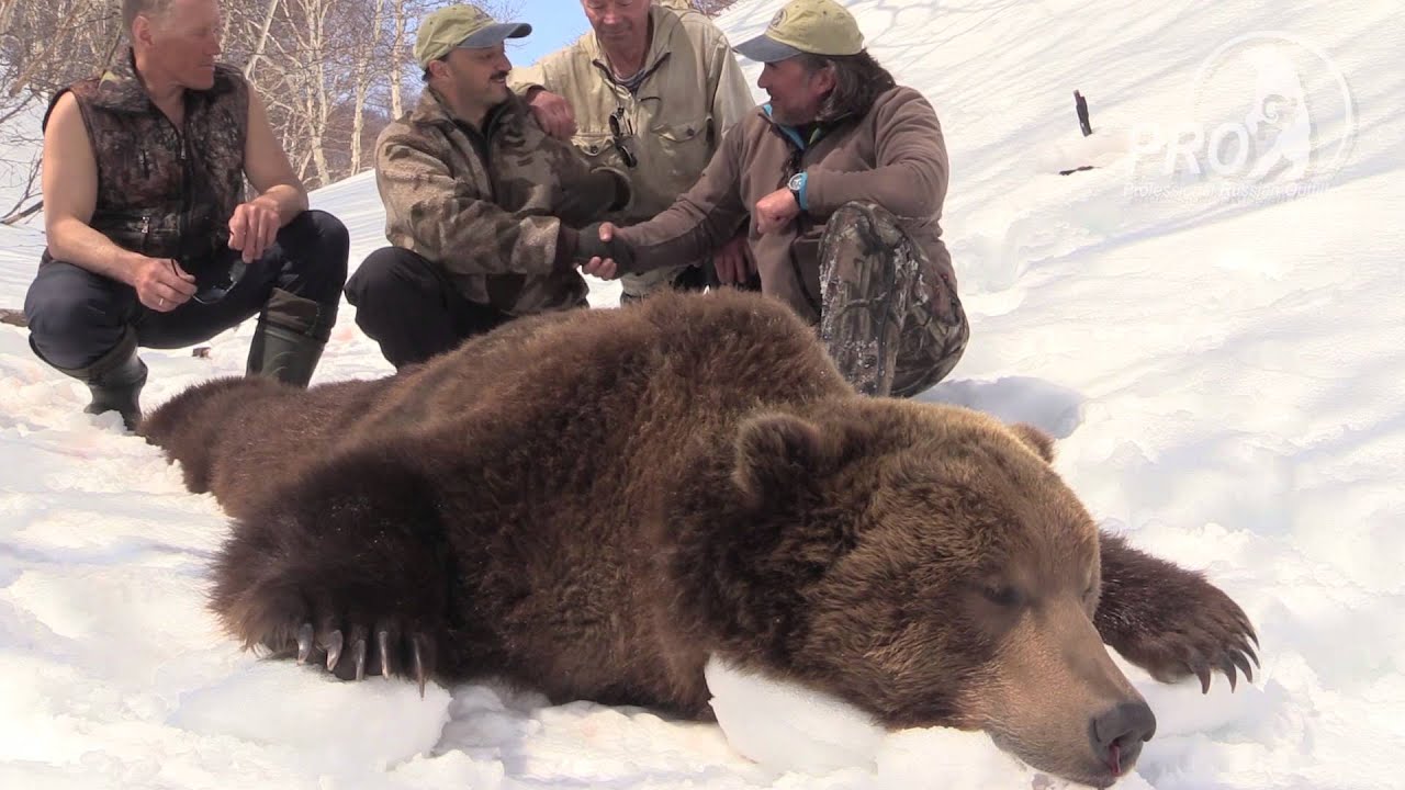 Хороший медведь видео. Охота на медведя в Хакасии.