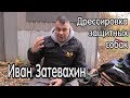 Иван Затевахин о дрессировке и разведении защитных собак