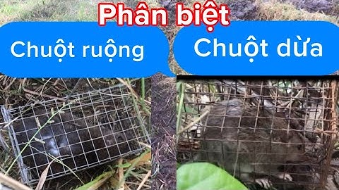 Bẩy chuột đường mòn.cách phân biệt chuột ruộng chuột dừa