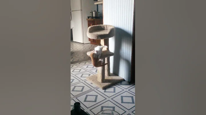 Funny cat video