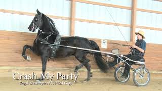 Crash My Party: Morgan gelding for sale